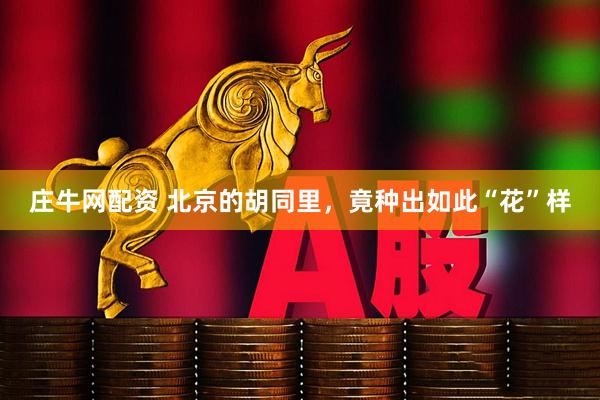 庄牛网配资 北京的胡同里，竟种出如此“花”样
